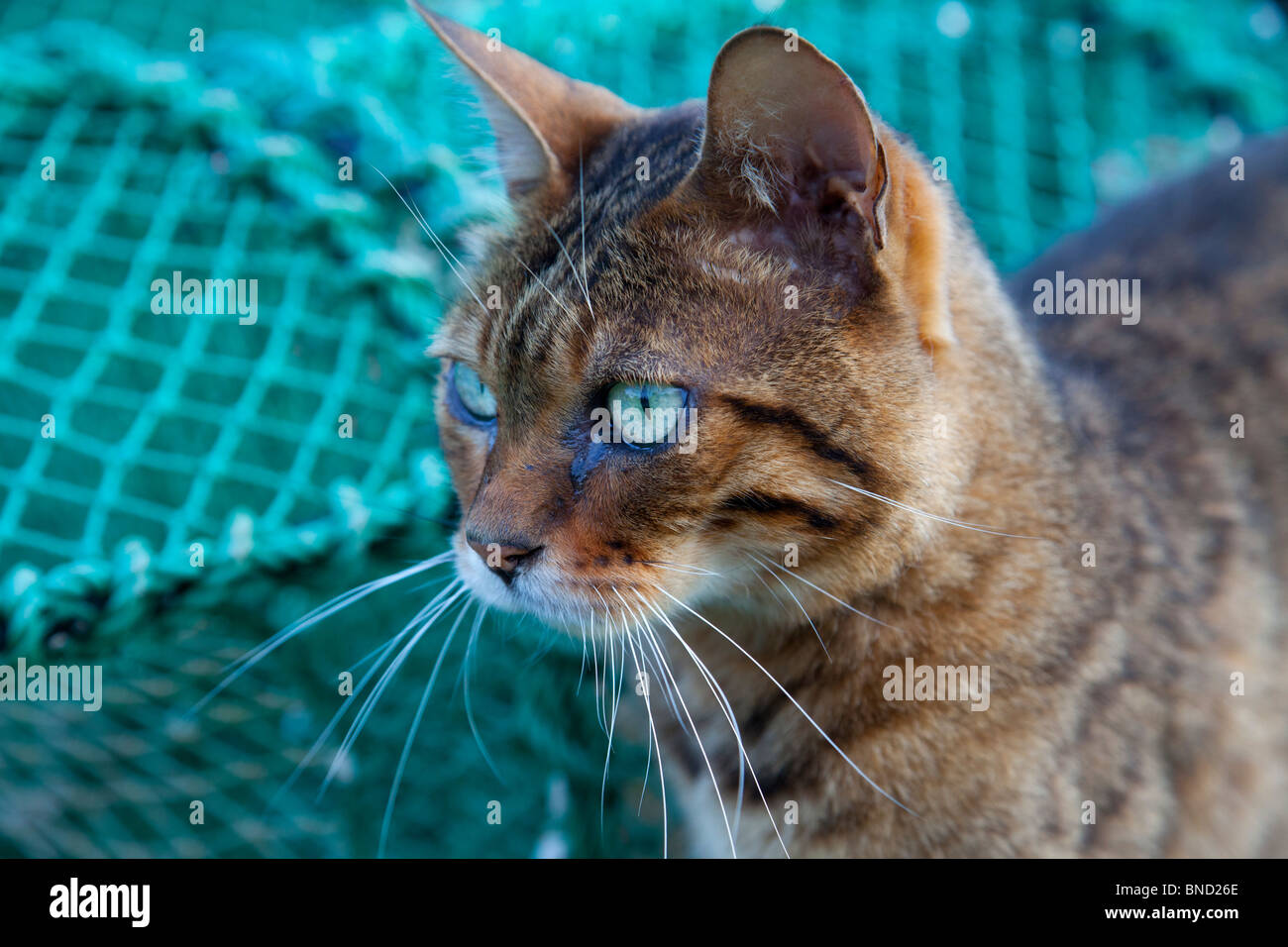 Feral Cat on lobster pots in Scotland Stock Photo