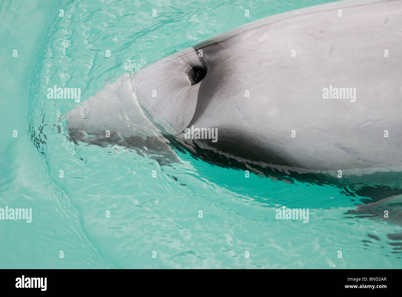 Hector Dolphin Cephalorhynchus hectori Akaroa New Zealand Stock Photo