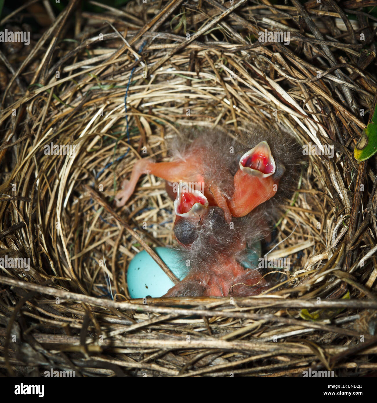 The nest of the Common Rosefinch (Carpodacus erythrinus) with eggs and baby bird in a wild nature. Stock Photo