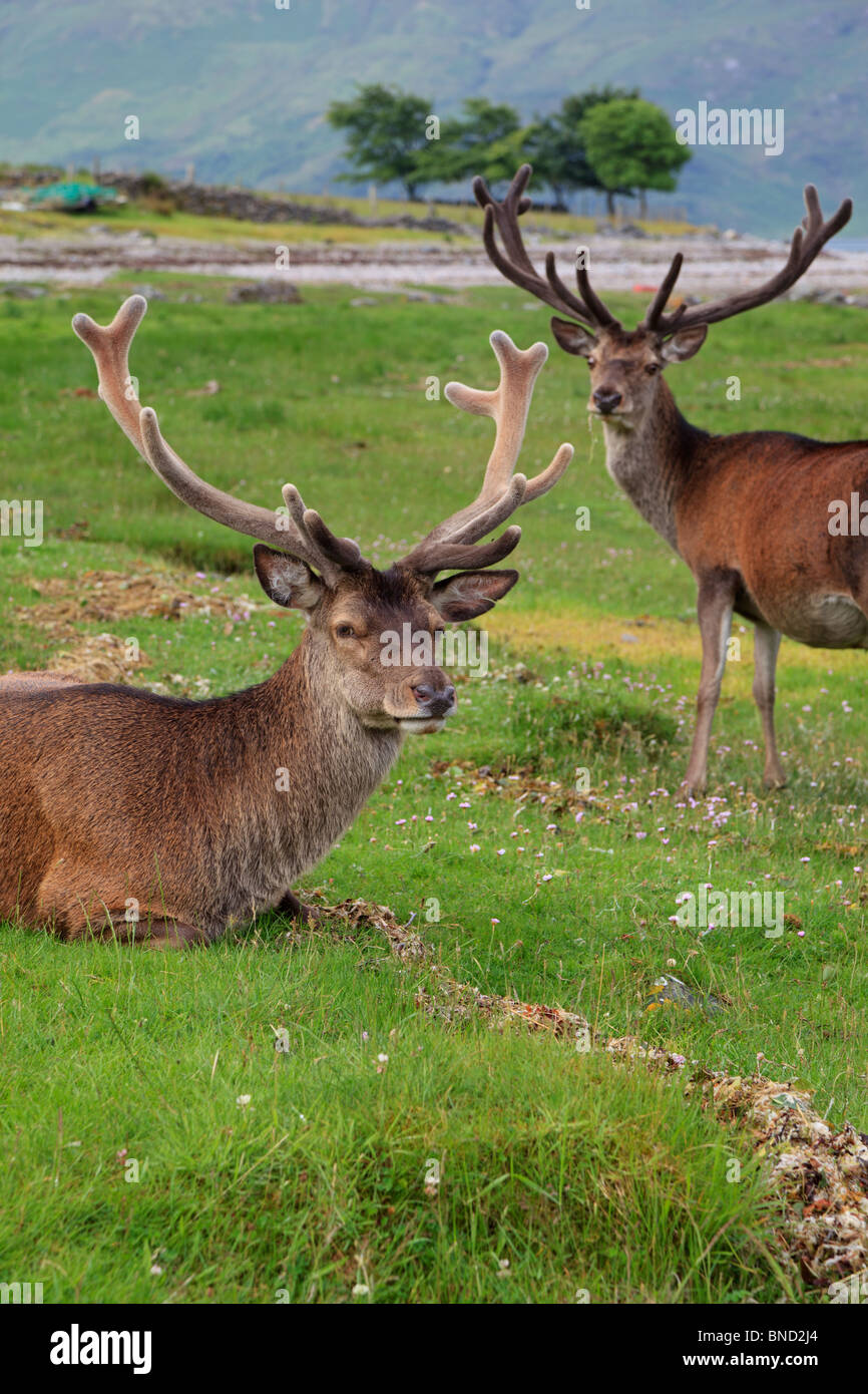 Red deer stags in Corran, by Arnsidale, Lochalsh, Scotland Stock Photo