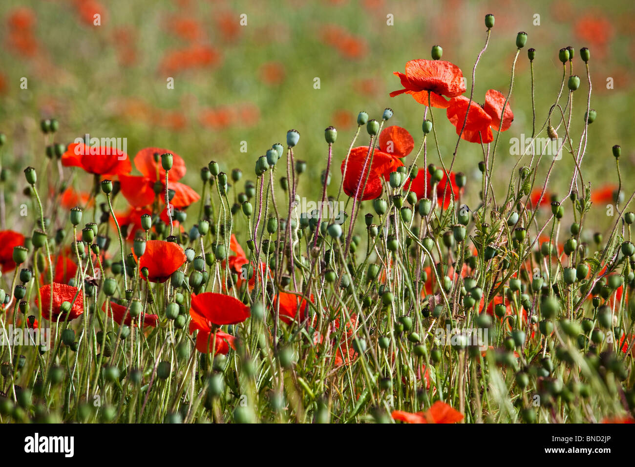 Poppyfield Near Seamer Hi-res Stock Photography And Images - Alamy