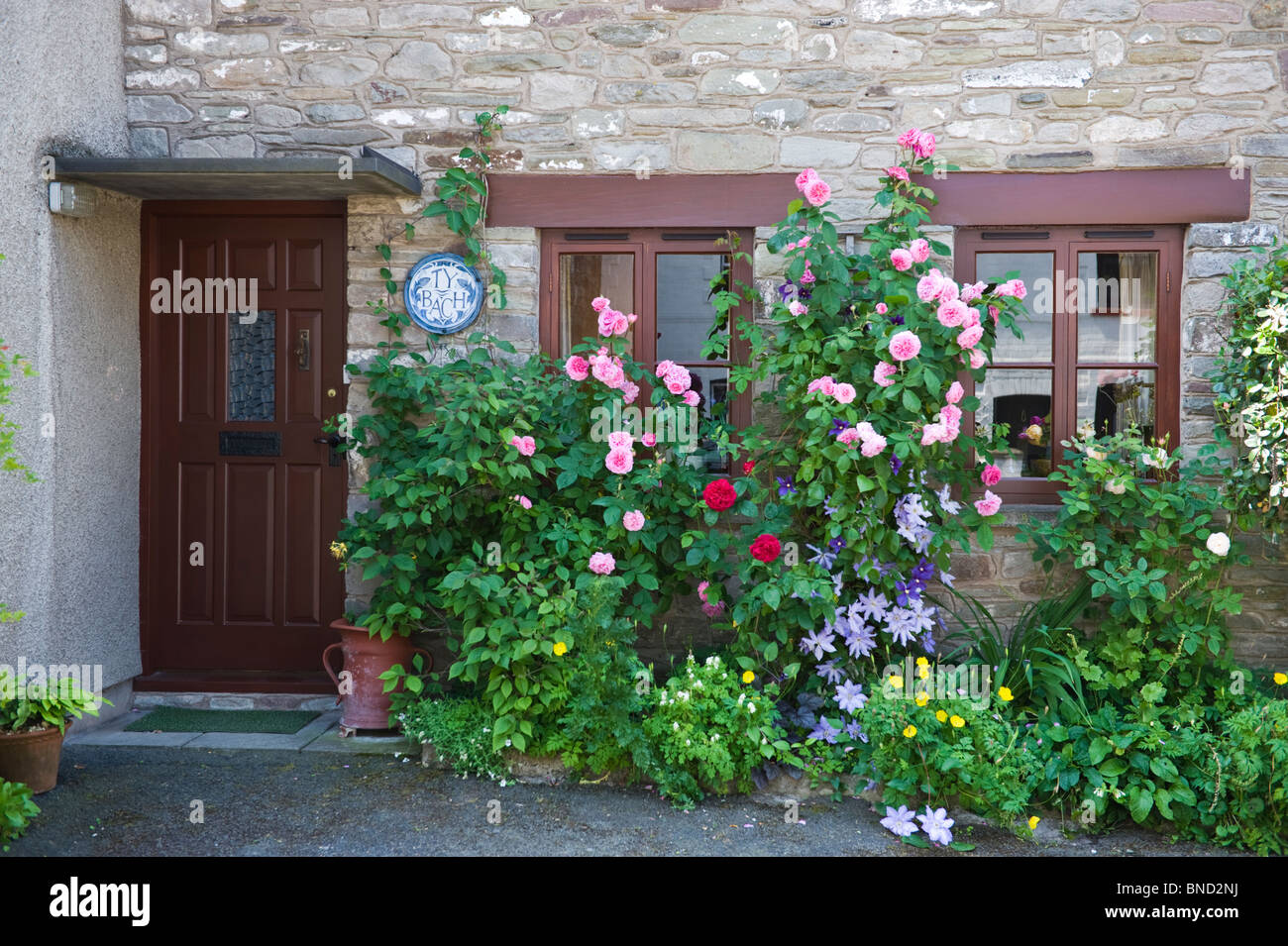Picturesque cottage with climbing roses around the windows in Hay-on-Wye Powys Wales UK Stock Photo