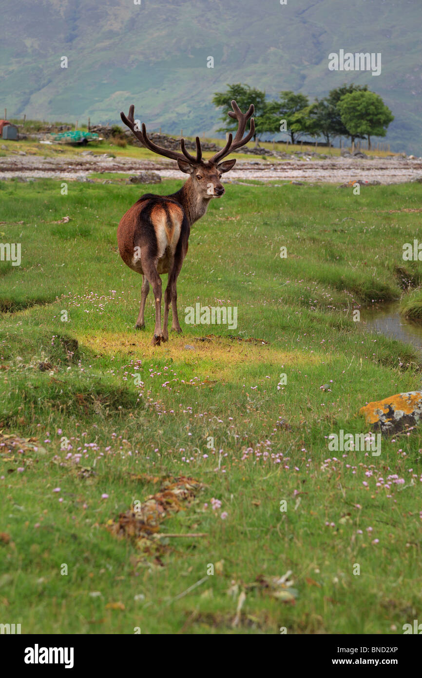 Red deer stag by Loch Hourn, Corran, by Arnsidale, Lochalsh, Scotland Stock Photo