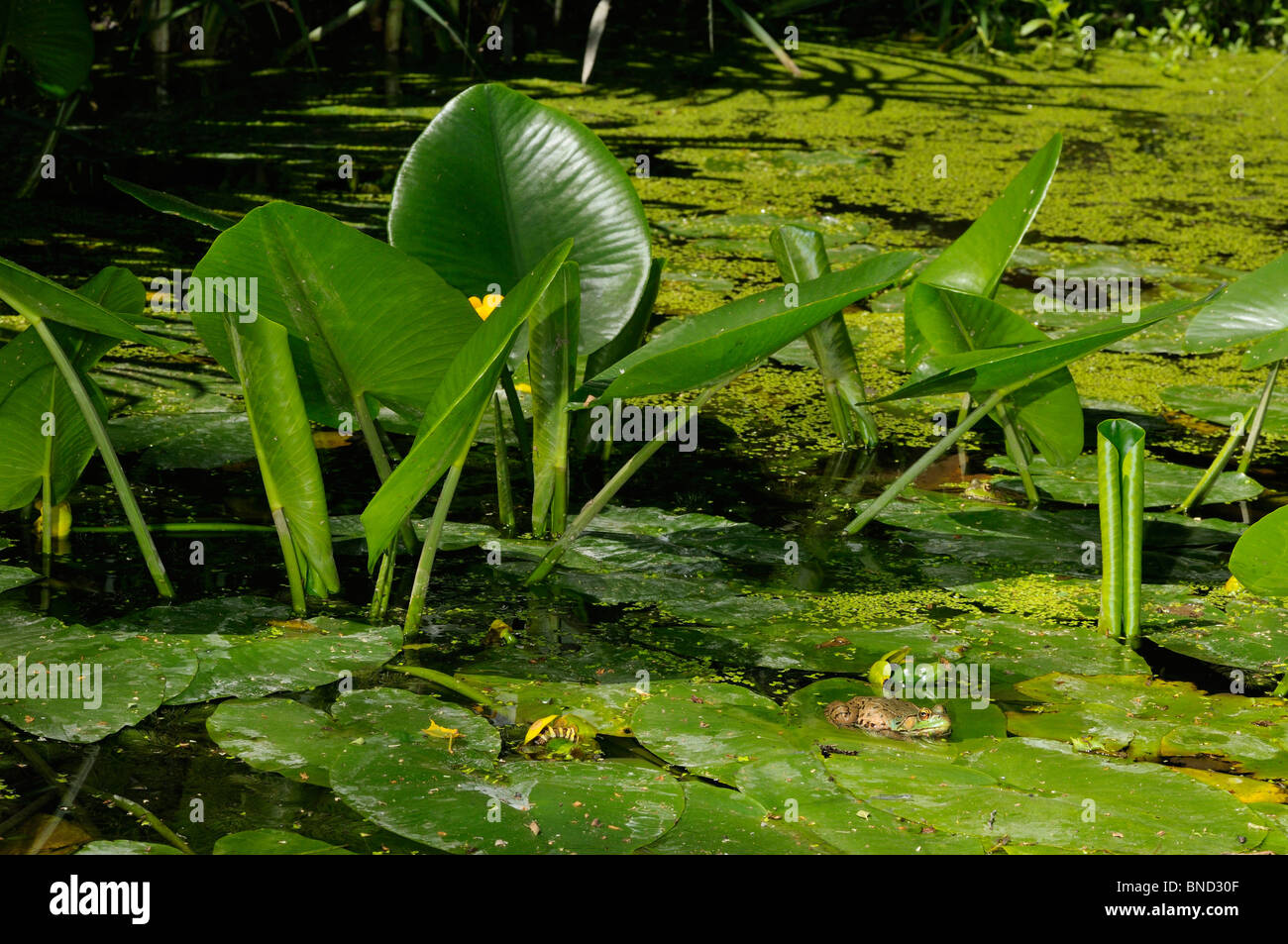 Green frogs on yellow flowered pond lily leaves floating on the water of a pond Stock Photo