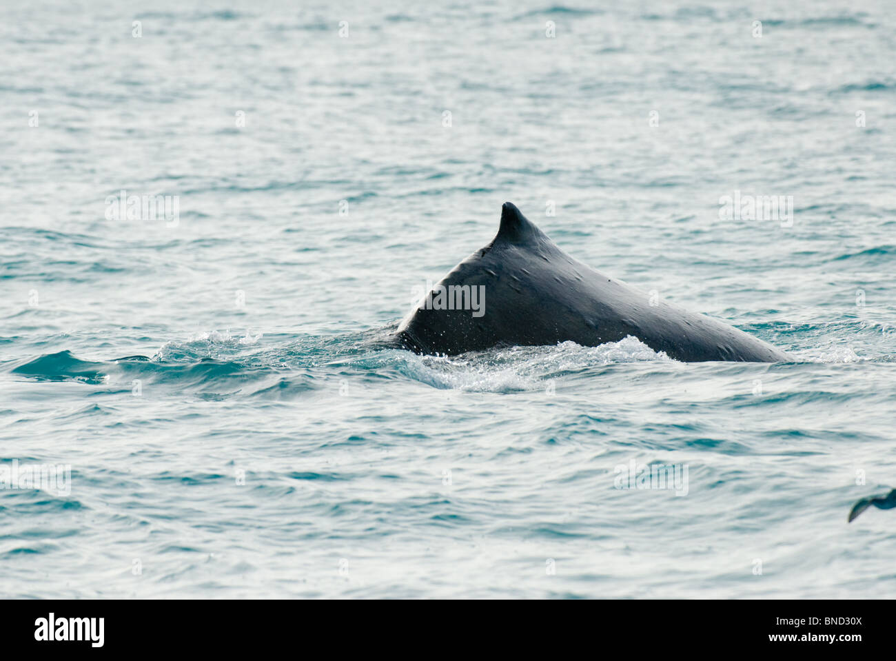 Sperm Whale diving Megaptera novaeangliae Kaikoura New Zealand Stock Photo