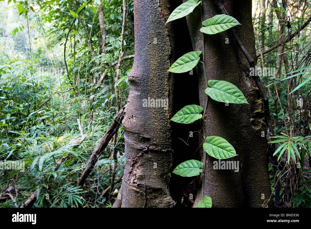 A green vine climbing on the trunk of a rainforest tree, Thailand Stock Photo
