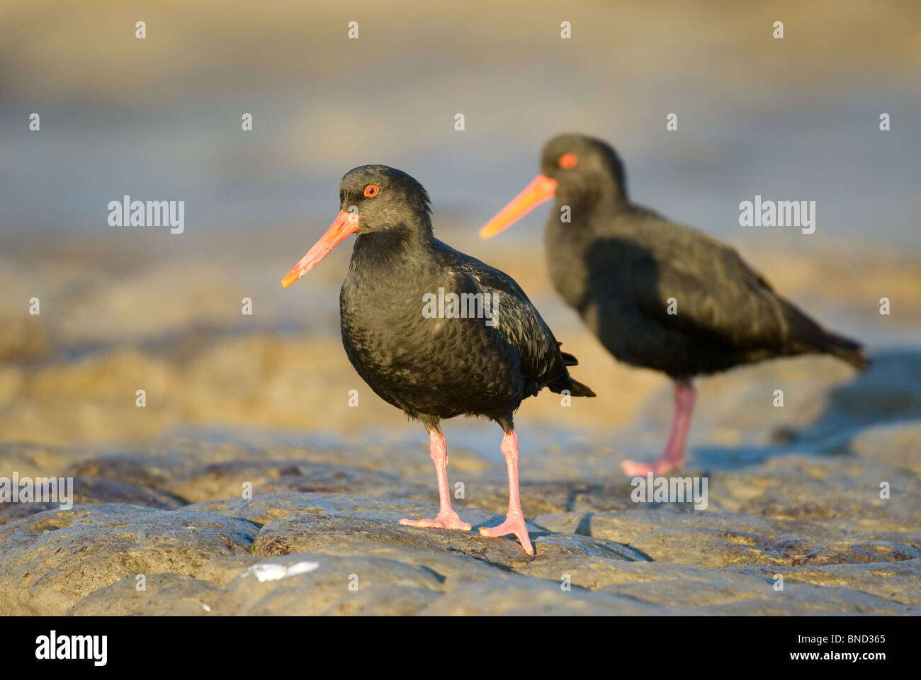 Black oystercatcher new zealand hires stock photography and images Alamy
