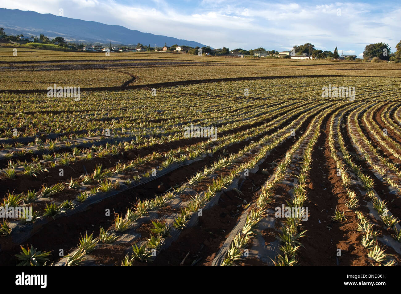 Hawaii, Maui, Upcountry, pineapple field Stock Photo Alamy