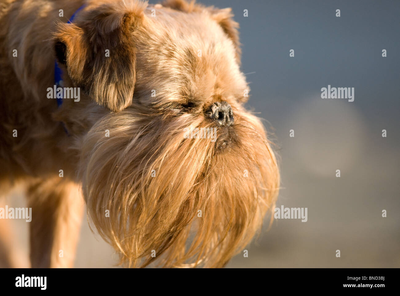 Griffon dog Canis lupus familiaris Stock Photo