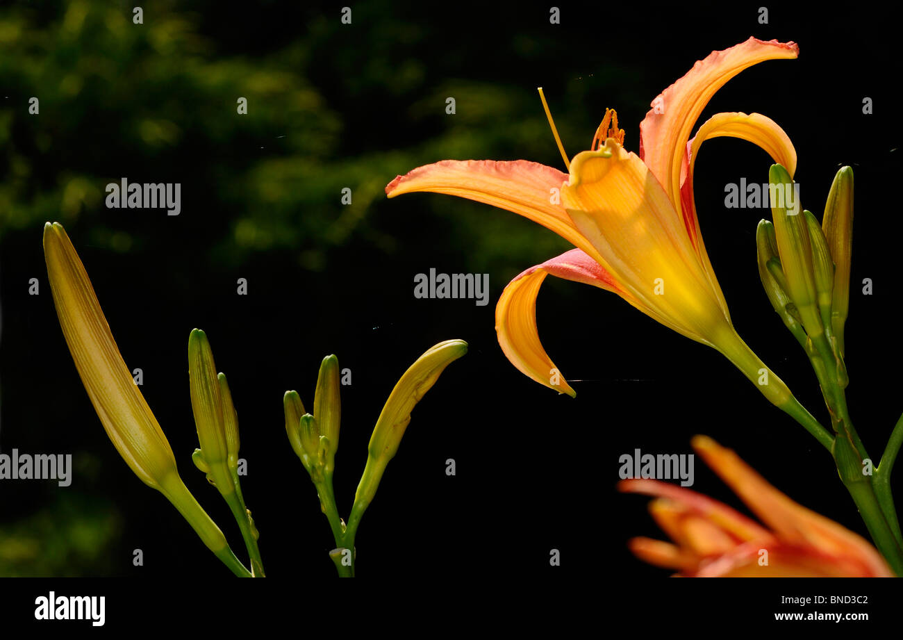 Wild Tawny Daylily flower and buds backlit by sun against a dark shade