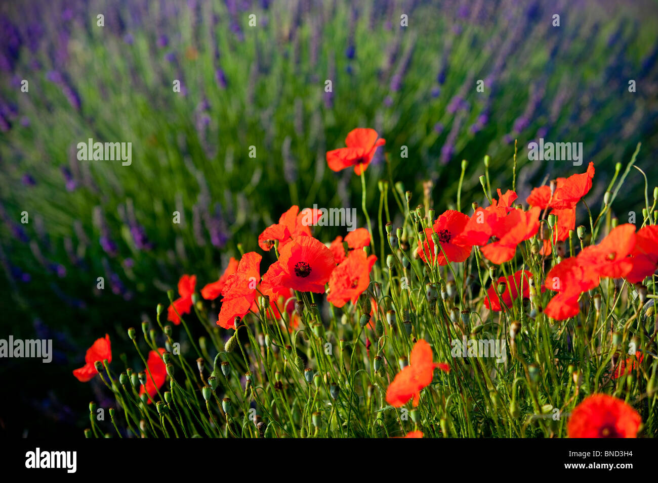 Poppies growing in the middle of a field of lavender along the Valensole Plateau, Provence France Stock Photo