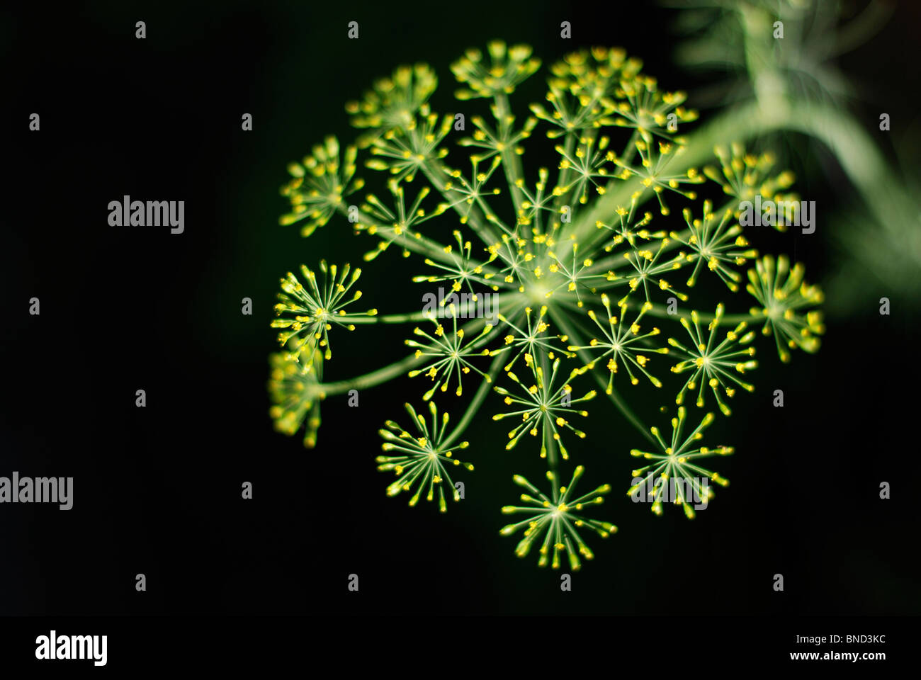 Closeup of a dill plant against black Stock Photo