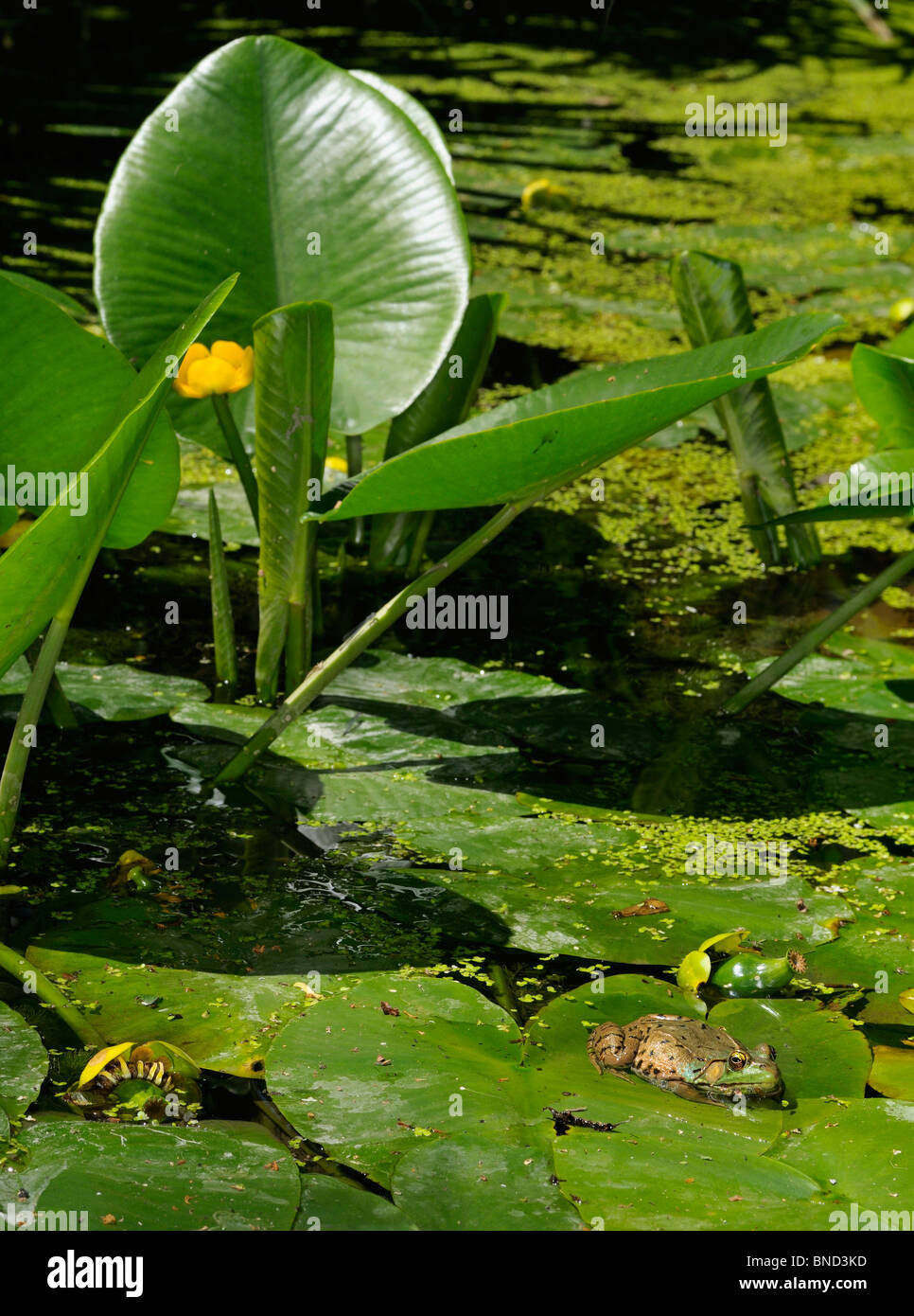 Green frog floating on a yellow flowered pond lily leaf in summer Toronto Stock Photo