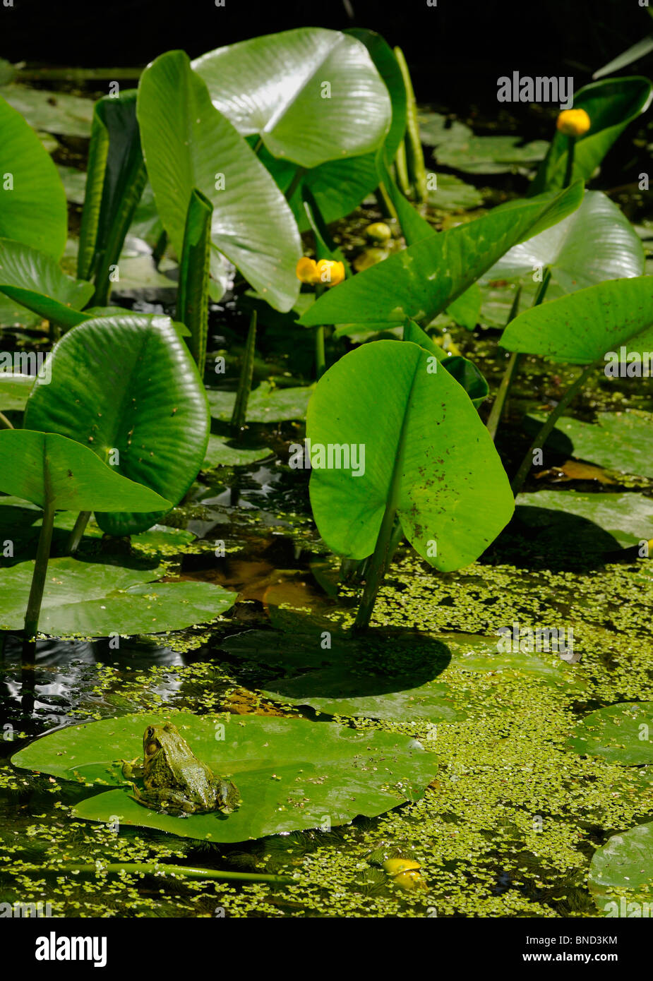 Green frog on a yellow flowered pond lily leaf floating on the water of a pond with duckweed Stock Photo