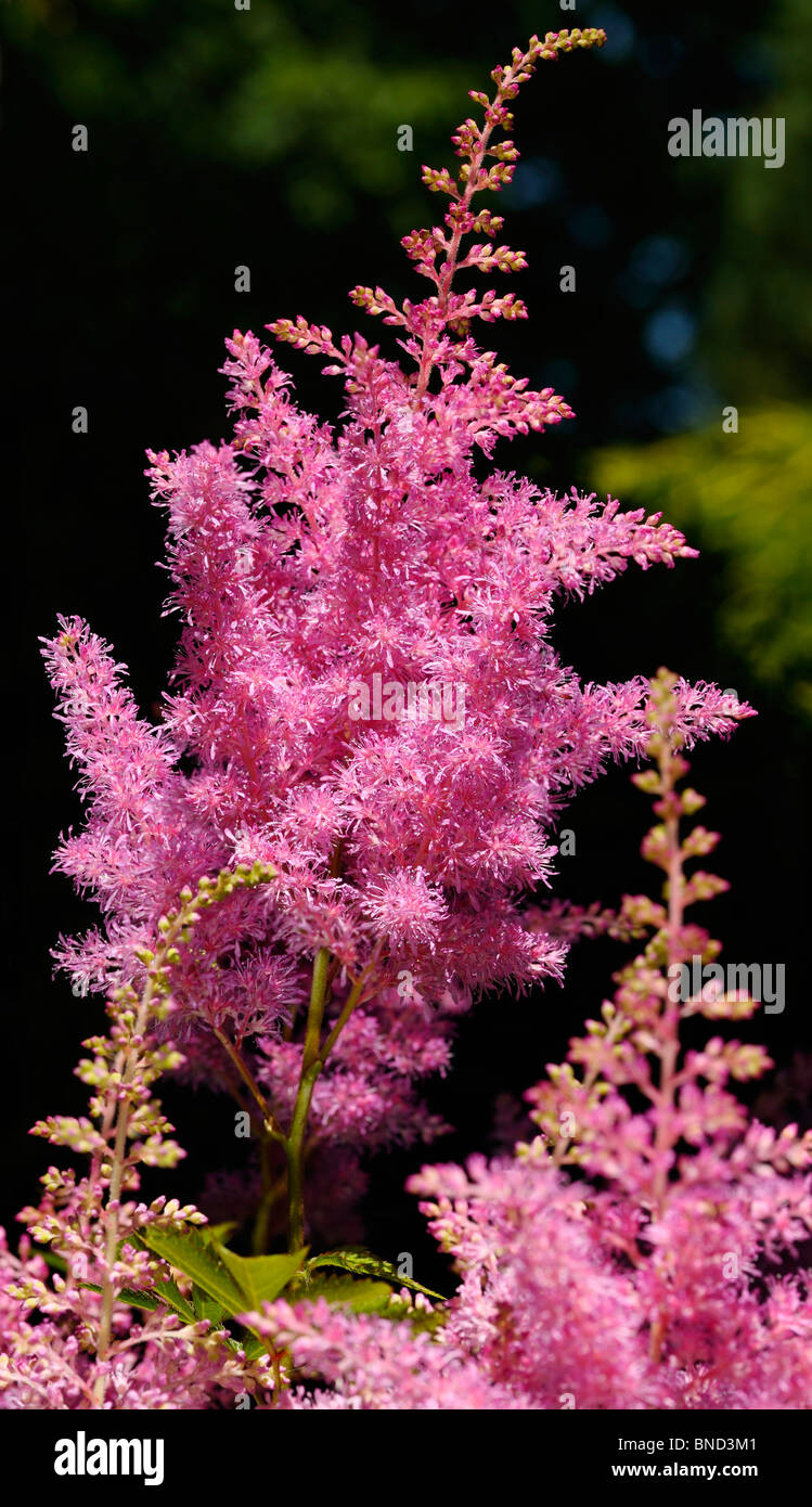 Pink Astilbe flower heads in bloom in dappled sun in a shade garden Stock Photo