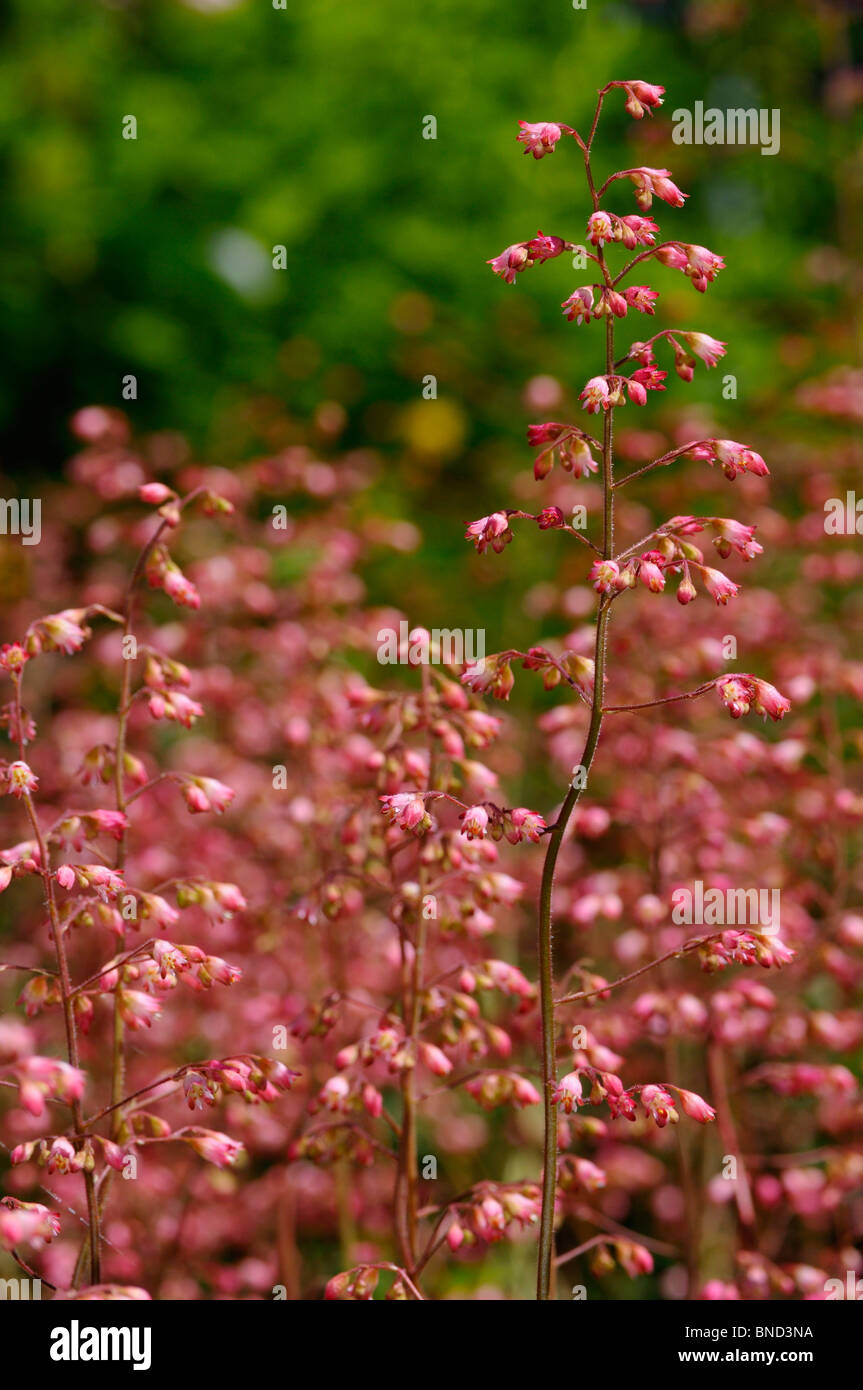 Mass of pink Heuchera Coral Bells plant flowers in a garden Stock Photo