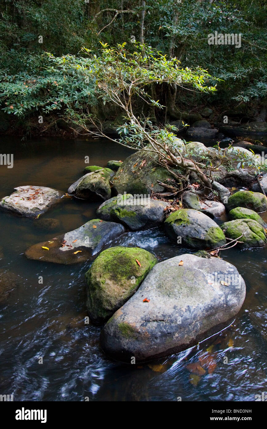 Rainforest stream in Khao Yai National Park, Thailand Stock Photo