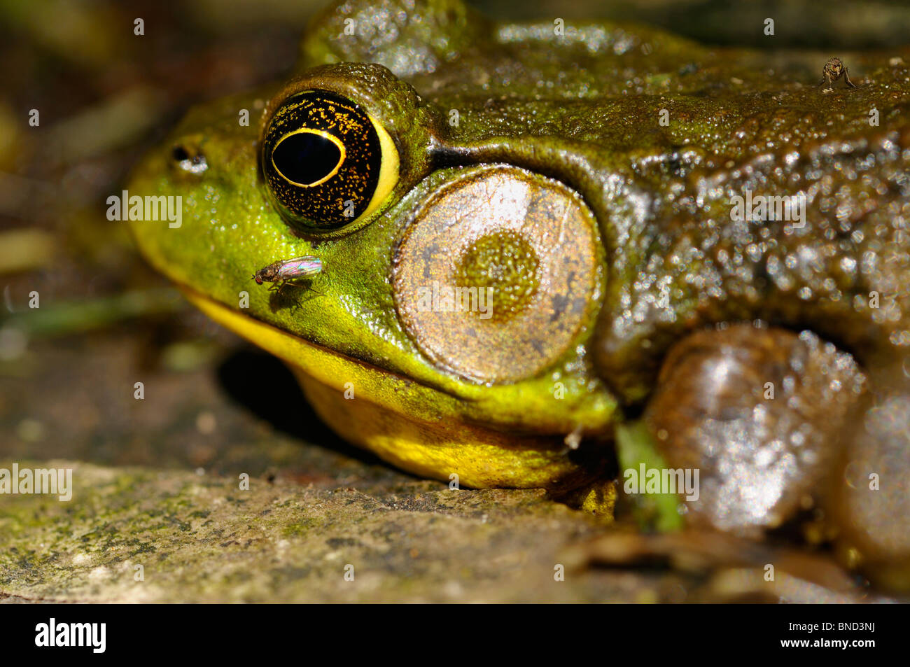 Close up of a male green frog Rana clamitans waiting for prey while being bitten by mosquitoes Stock Photo