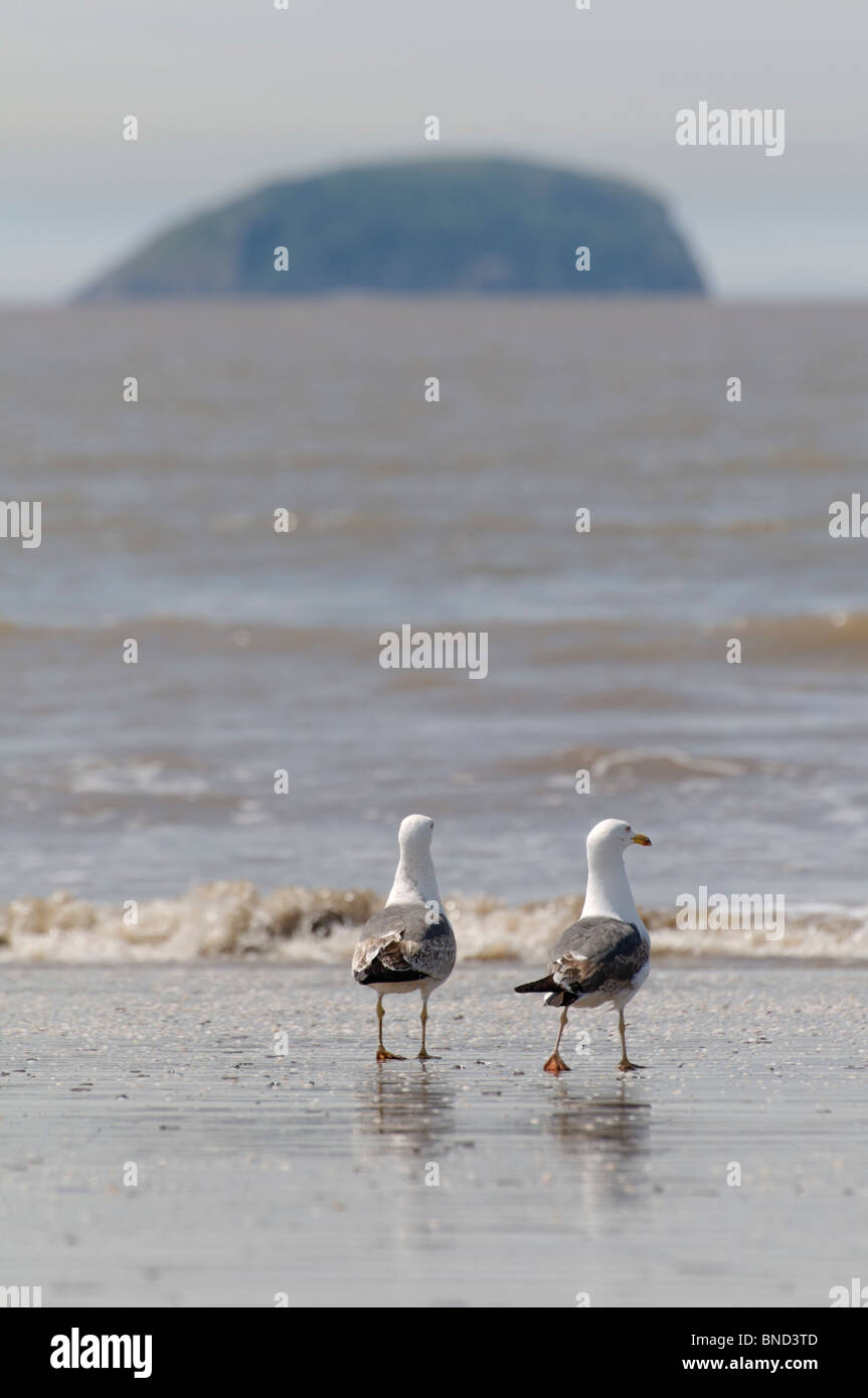 Two seagulls on the beach at Weston-super -Mare with the island of Steepholm in the background Stock Photo