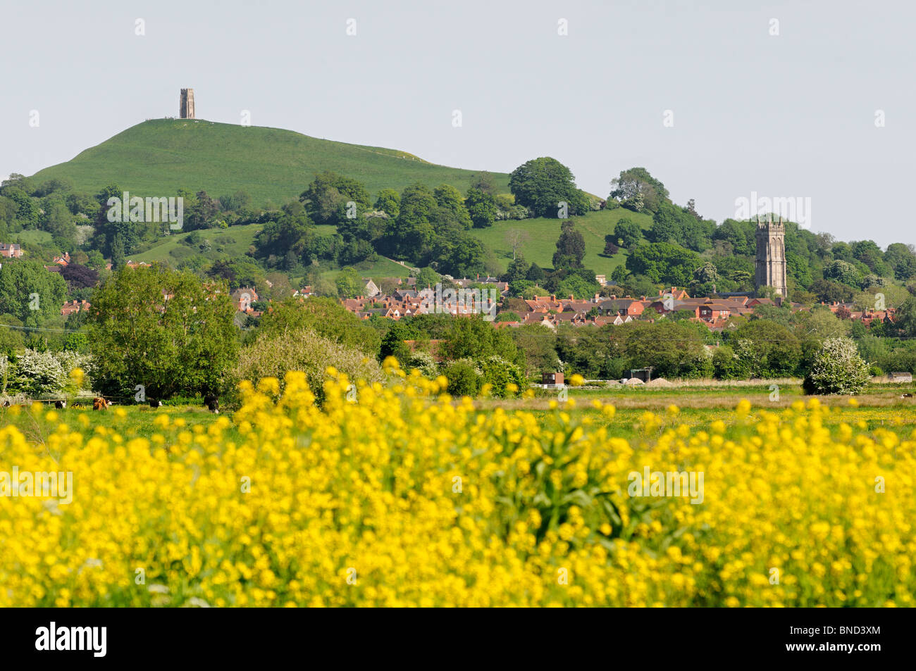 Glastonbury tor viewed from behind a field of rapeseed plants on a fine sunny early summer day Stock Photo