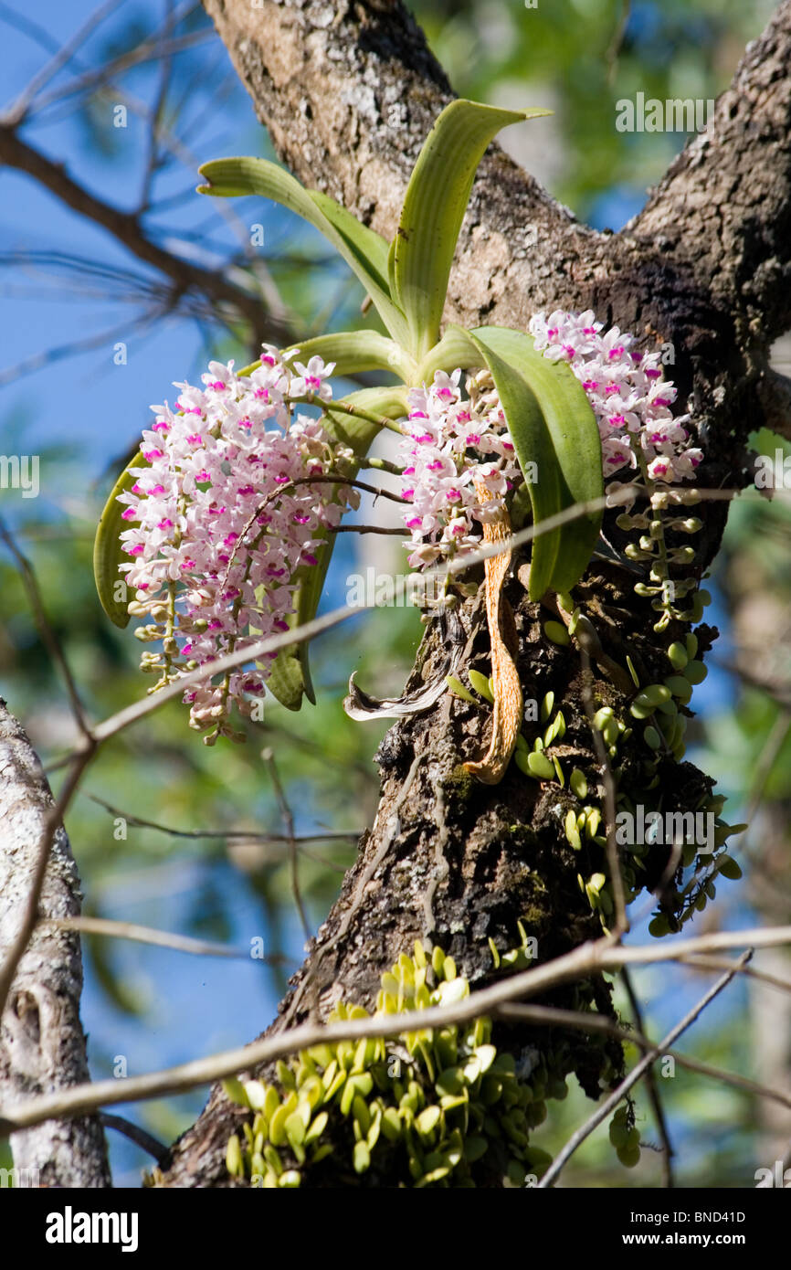 Beautiful pink orchid flowers (Rhynchostylis gigantea), Khao Yai National Park, Thailand Stock Photo