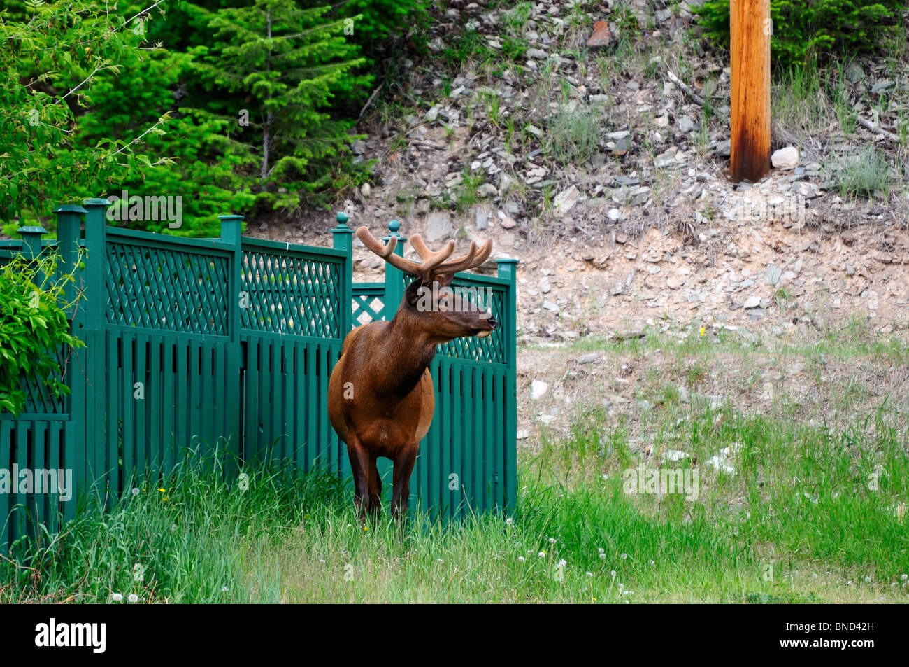 An bull elk grazing in residential area. Jasper, Alberta, Canada. Stock Photo