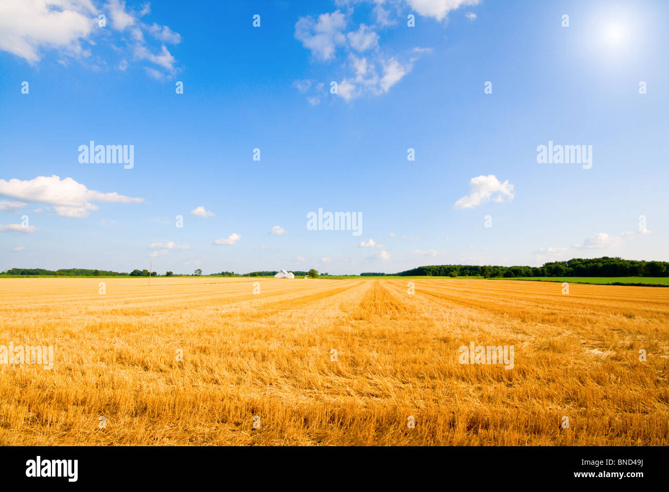 Harvested wheat field Stock Photo