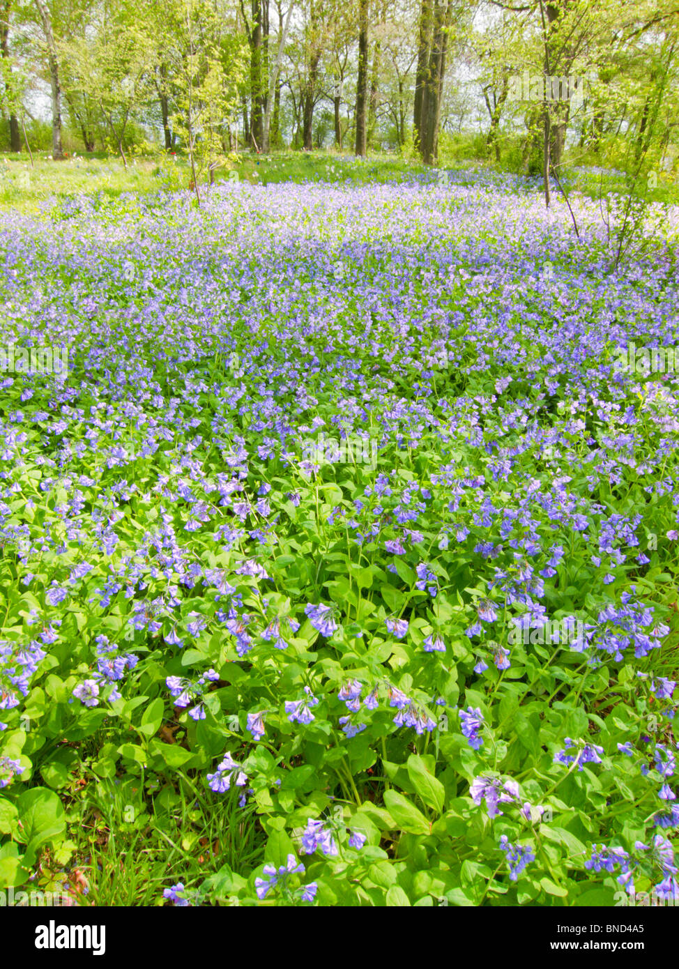 Meadow spring flowers hi-res stock photography and images - Alamy