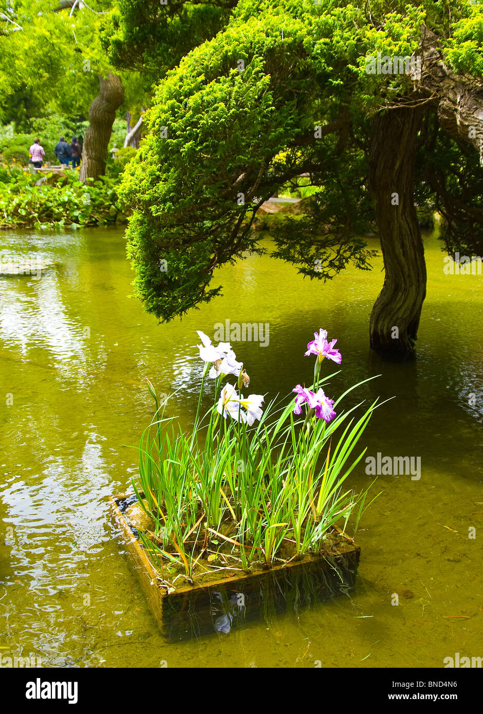 Japanese Tee Garden in Golden Gate Park San Francisco California wild iris irises in water box Stock Photo