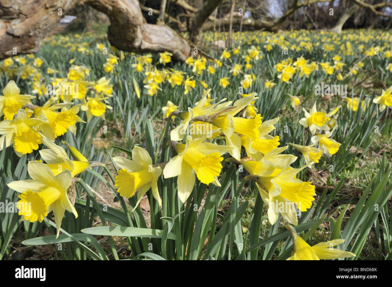 Narcissus, Daffodil, Naturalised planting amongst London plane, in
