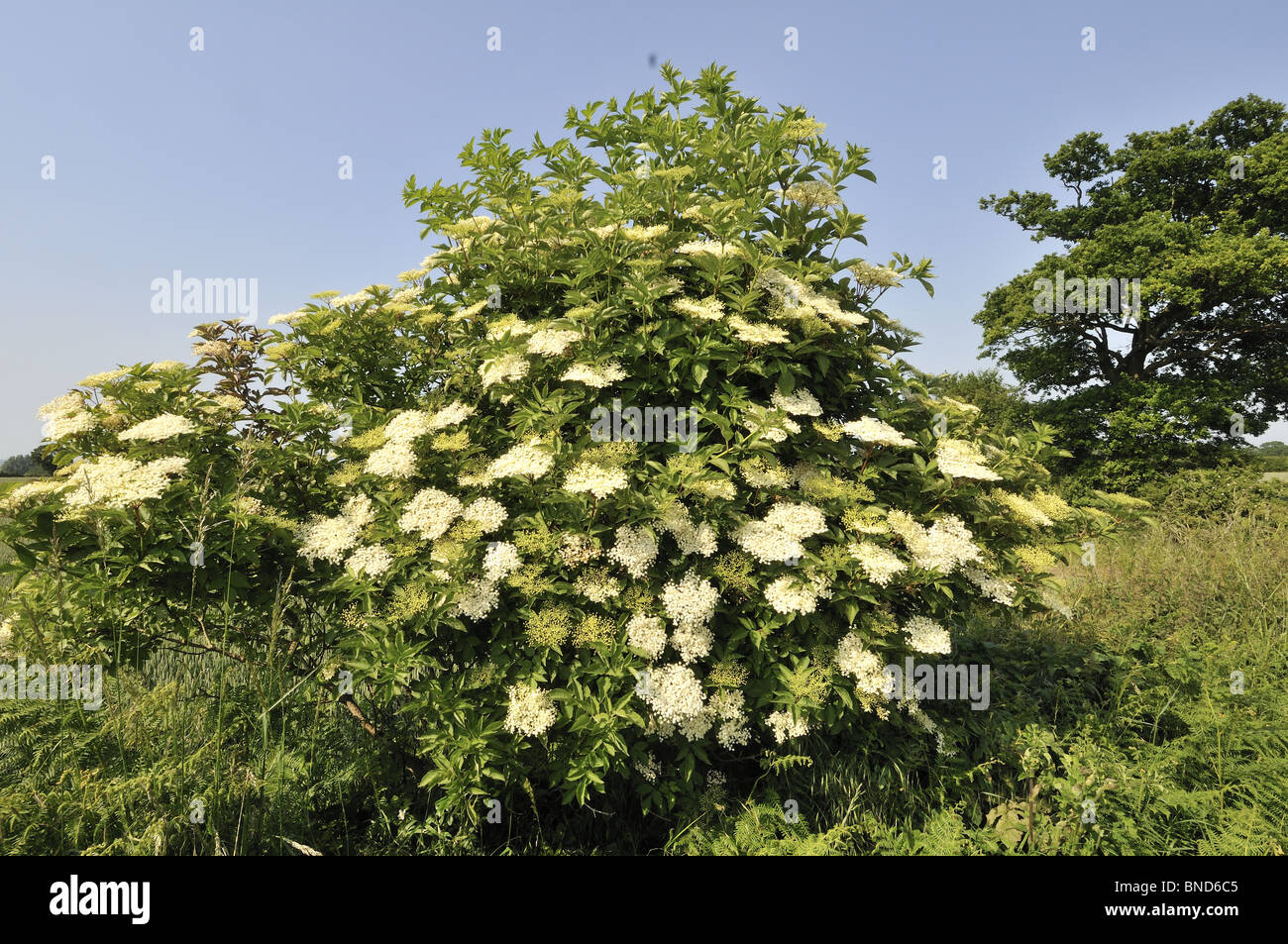 Elder, sambucus nigra, bush in full flower, Norfolk, UK, June Stock Photo