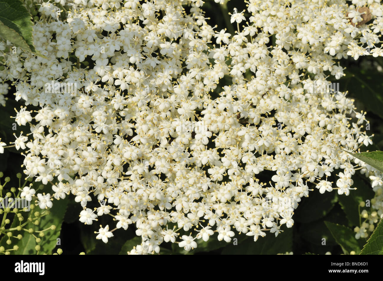 Elder, sambucus nigra, close up view of freshly opening flowers, Norfolk, UK, June Stock Photo