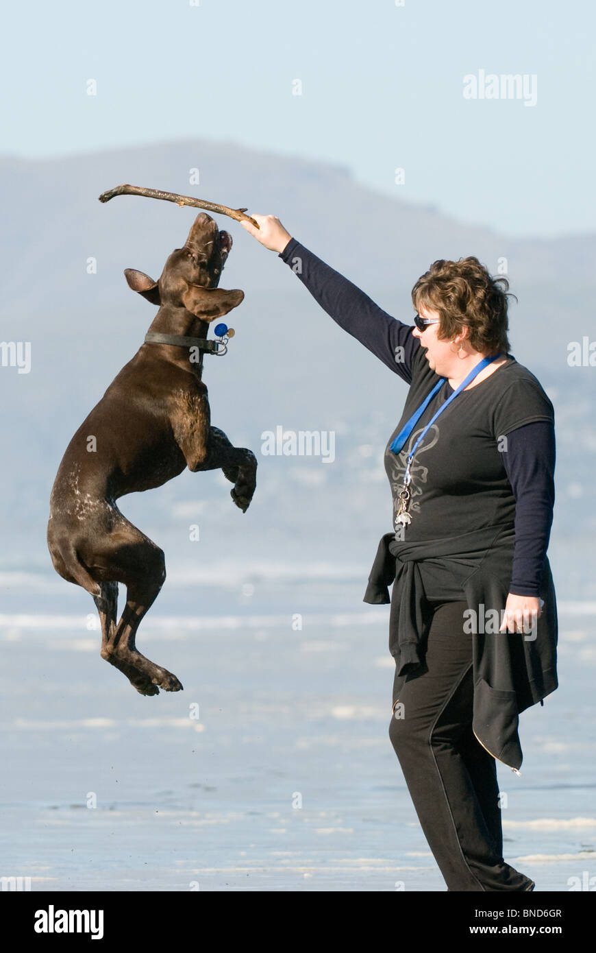 German short haired pointer Canis lupus familiaris jumping Stock Photo ...