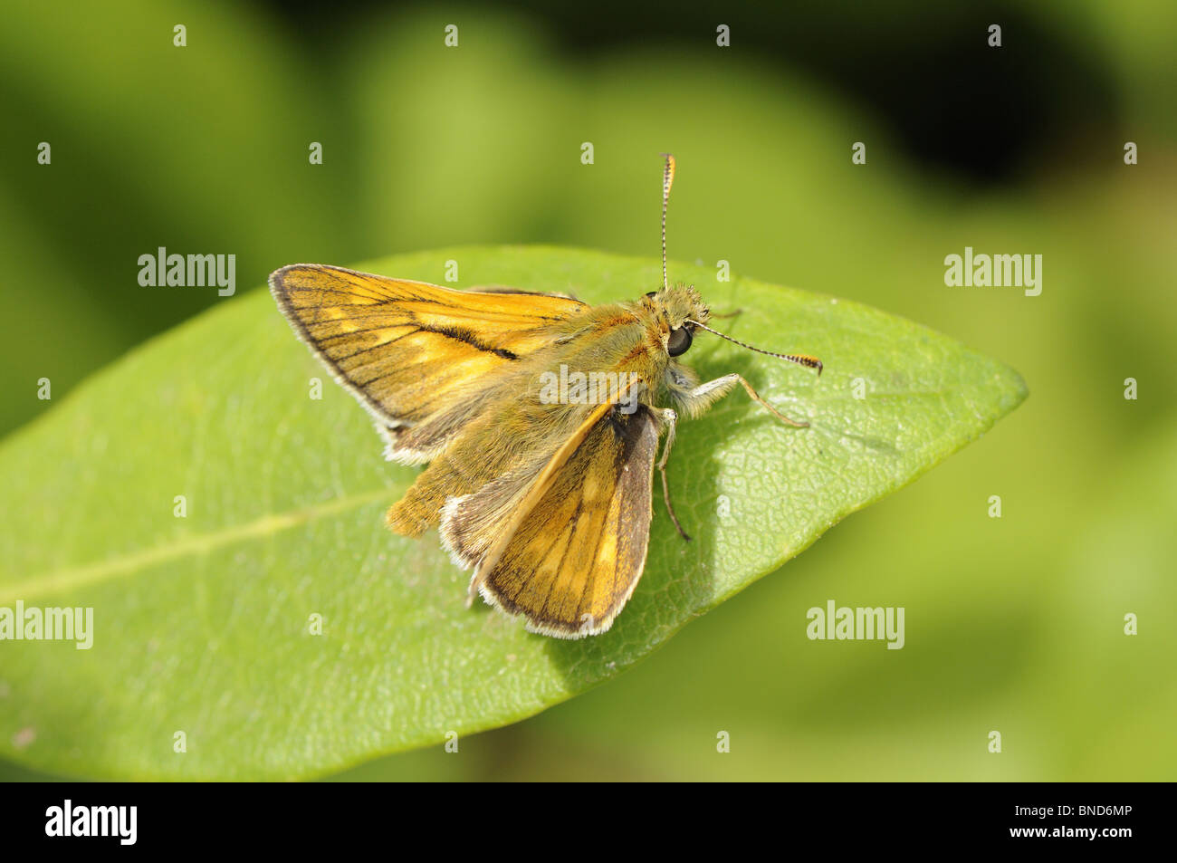 Butterfly, large skipper, ochlodes sylvanus, male resting on privet leaf, Norfolk, UK, July Stock Photo