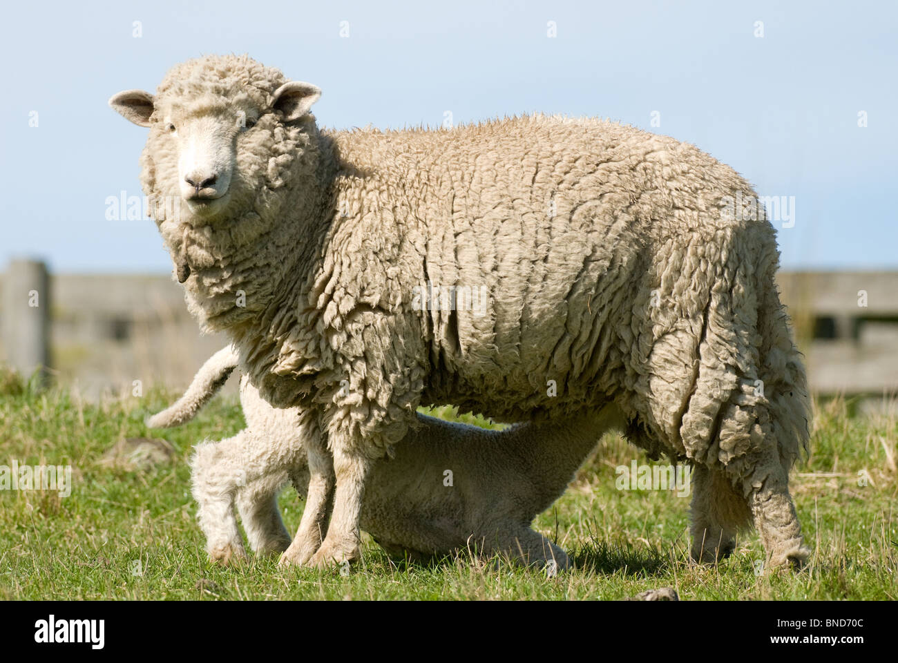 Ovis aries New Zealand sheep and lamb Stock Photo