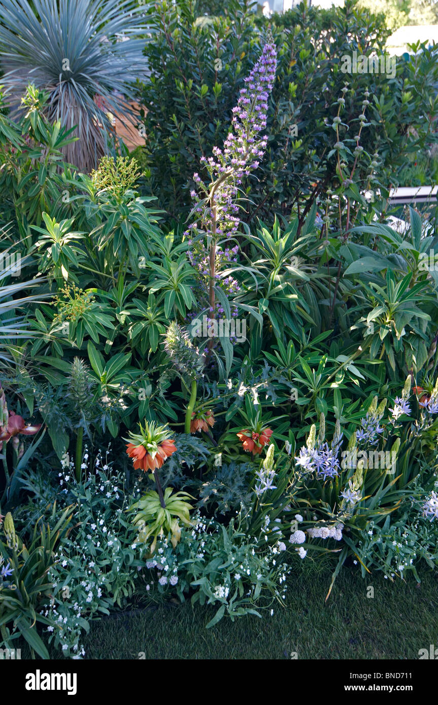 Fritillaria imperialis in a garden border with mixed planting Stock Photo