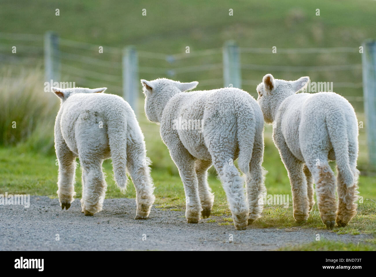New Zealand lambs Ovis aries Stock Photo