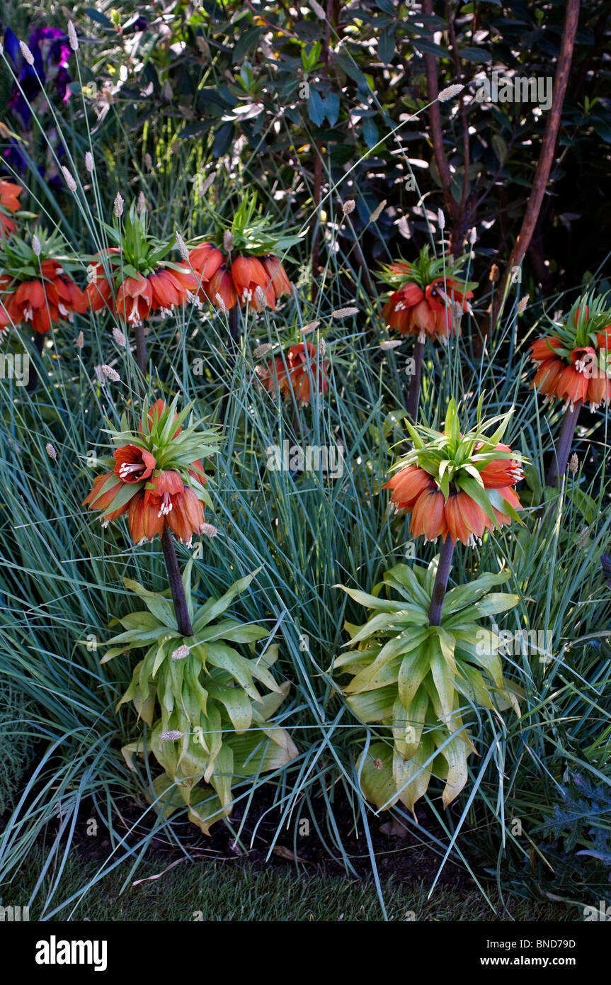 Fritillaria Imperialis In A Garden Border Stock Photo Alamy fritillaria-imperialis-in-a-garden-border-stock-photo-alamy