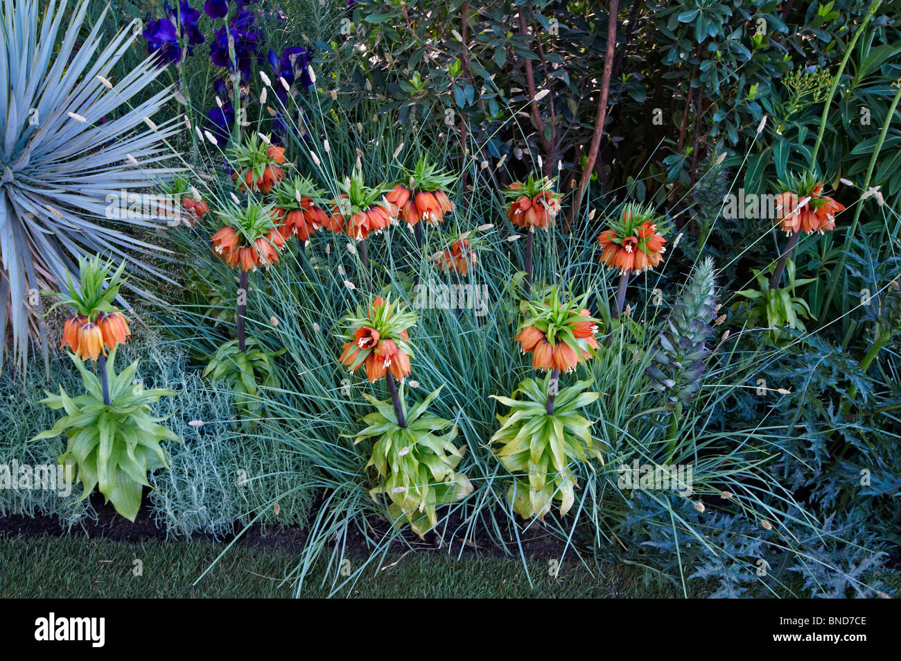 Fritillaria Imperialis In A Garden Border With Mixed Planting Stock fritillaria-imperialis-in-a-garden-border-with-mixed-planting-stock