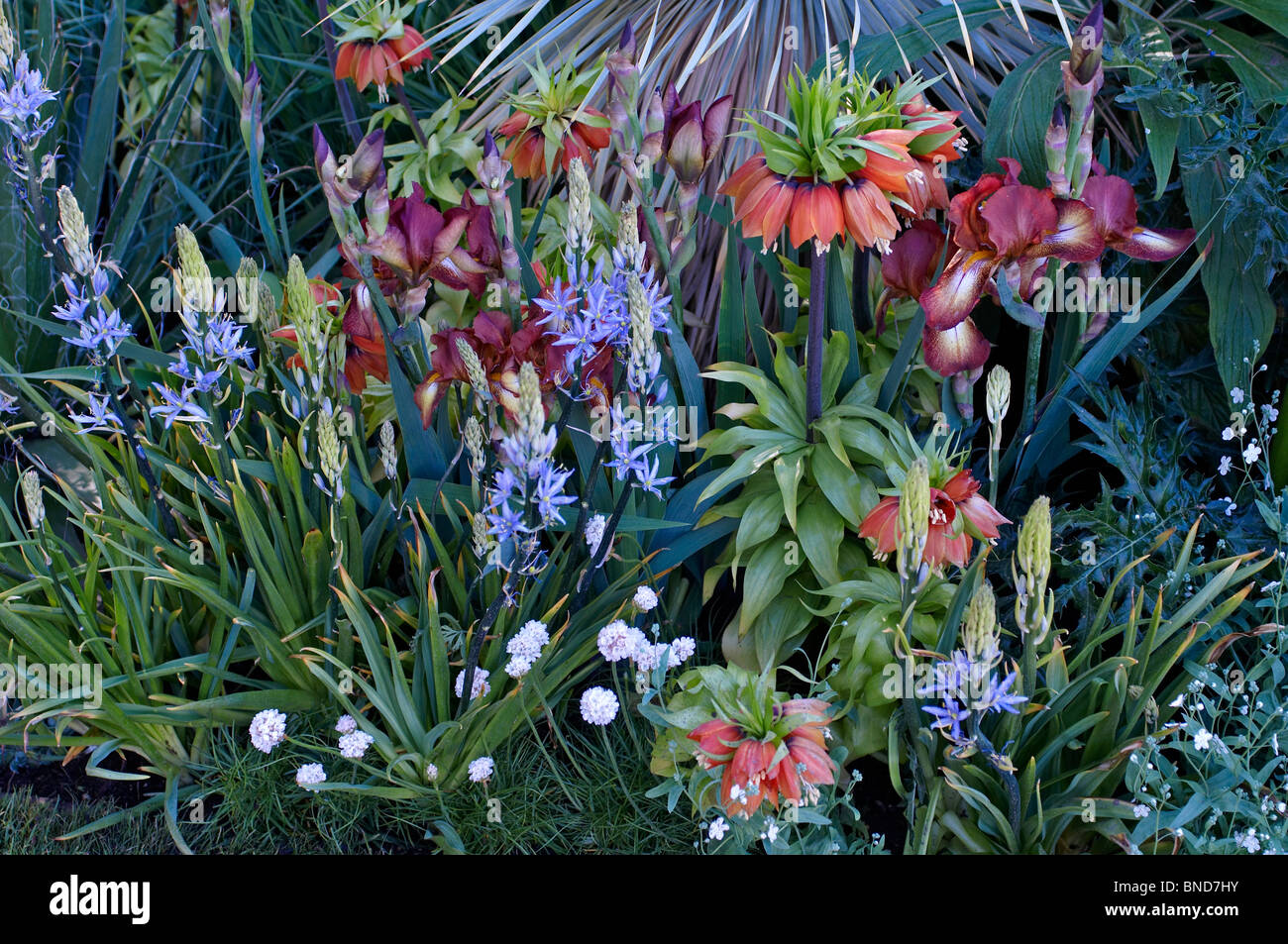 Fritillaria imperialis in a garden border with mixed planting Stock Photo