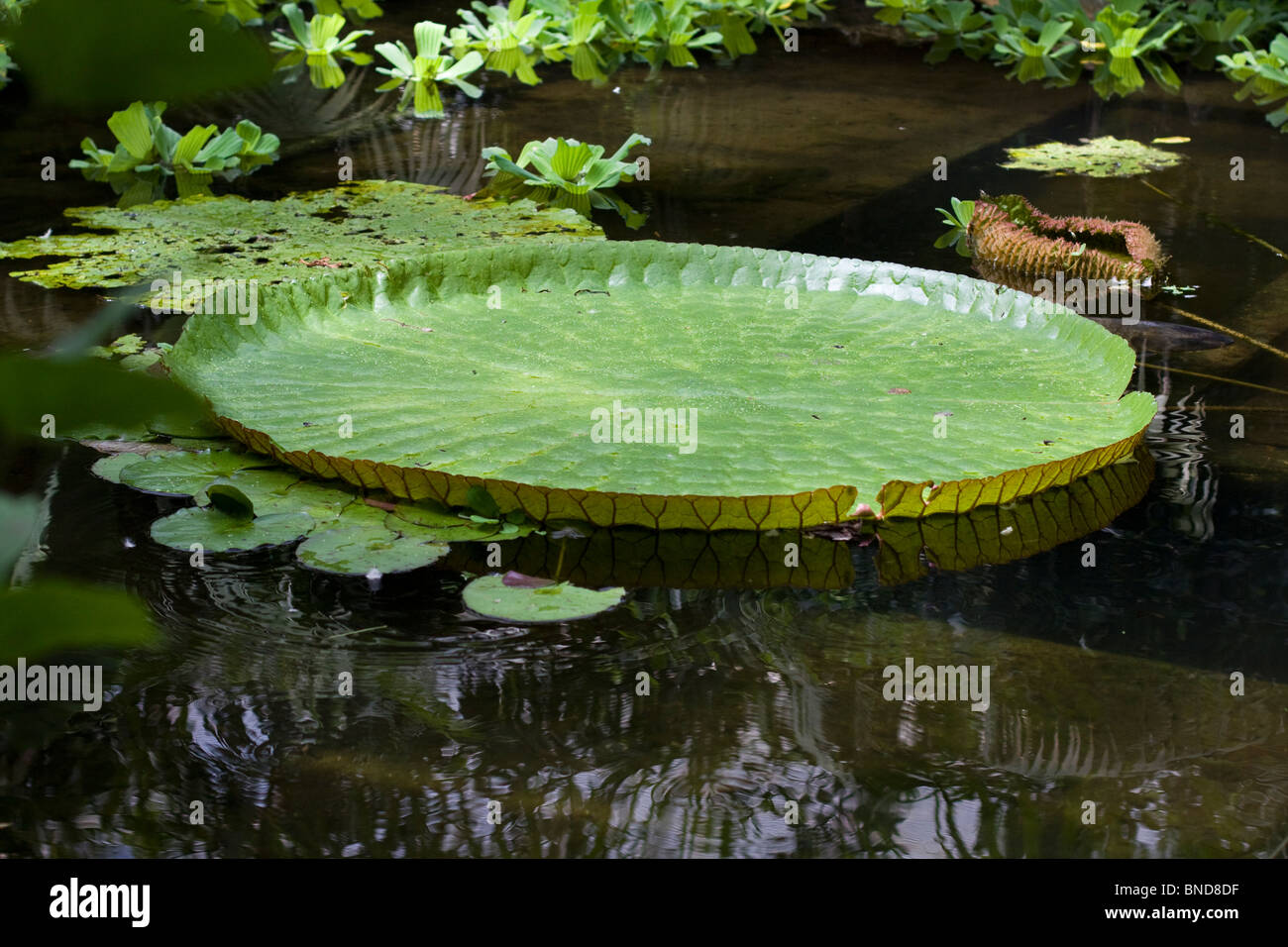 Giant Water Lilly Pad at the Rain forest in Newbury Stock Photo
