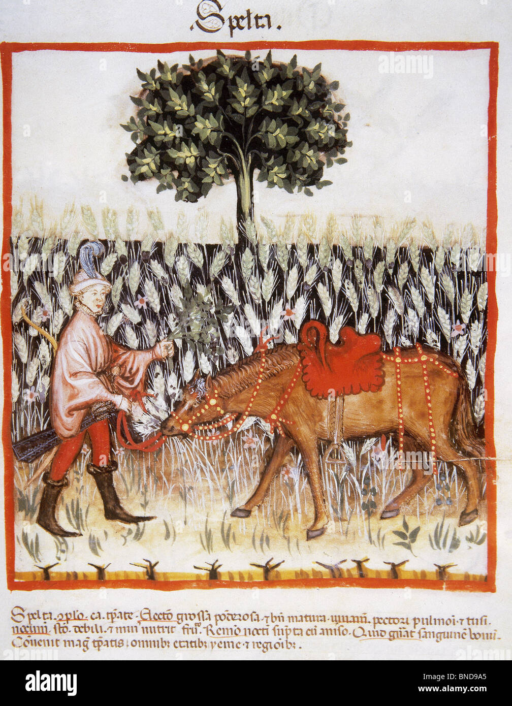 Tacuinum Sanitatis. Man with horse in a field of spelt. Stock Photo