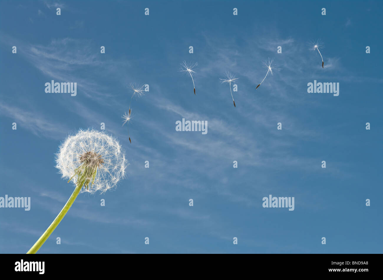 Dandelion blowing seeds and blue sky Stock Photo