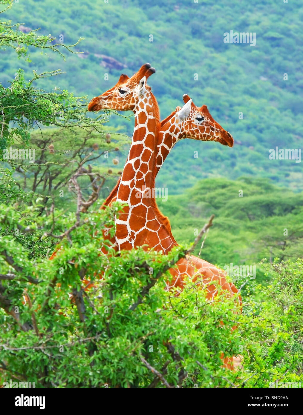 Family giraffes in woods kenya hires stock photography and images Alamy