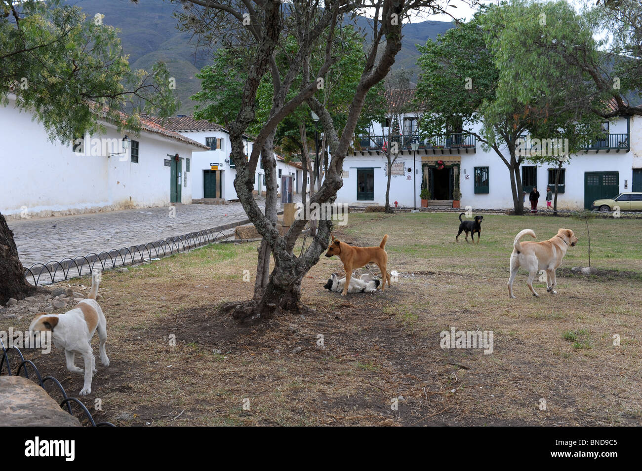 5 dogs in the park.  Villa de Leyva, Colombia. Stock Photo
