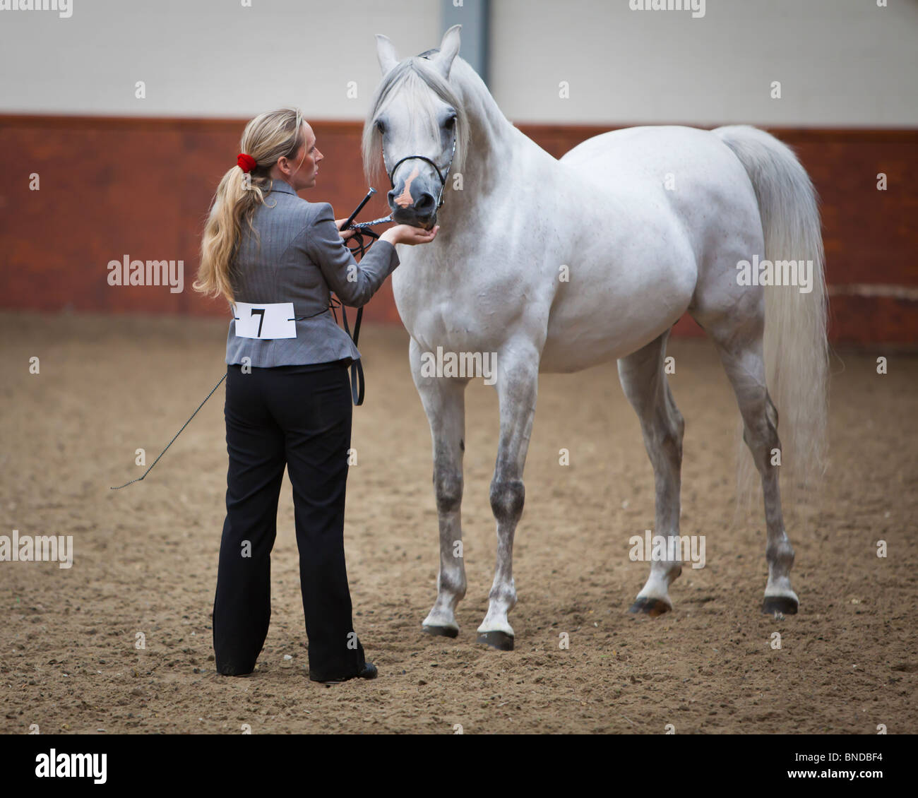 Arab stallion in-hand Stock Photo