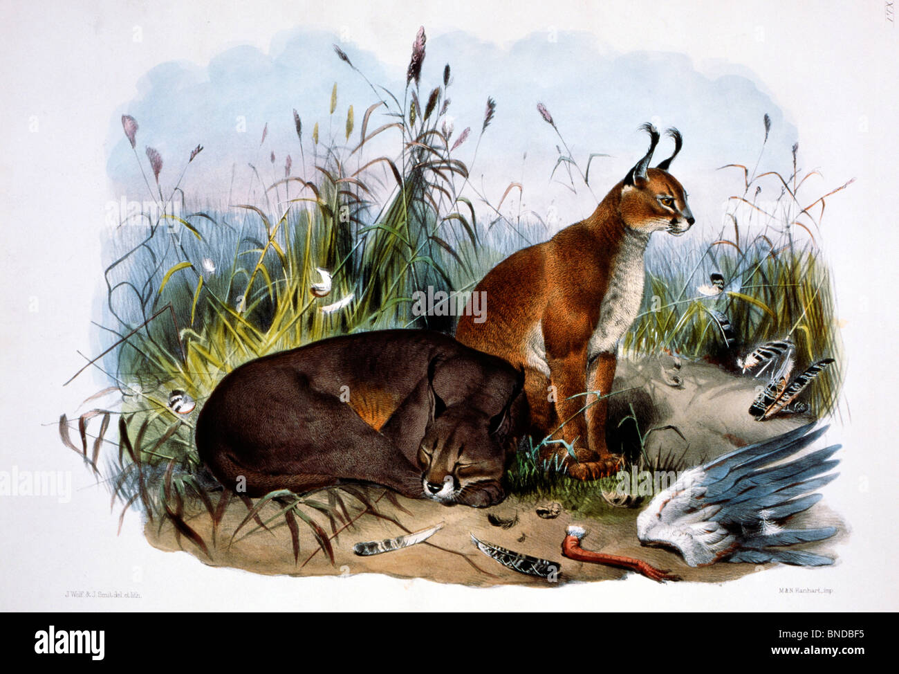 Caracals (Felis Caracal) by Daniel Giraud Elliot monograph (1835-1915