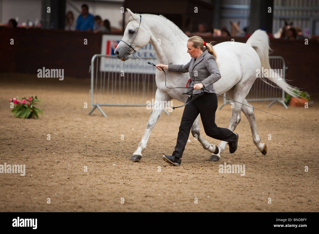 Arab stallion in-hand trots Stock Photo