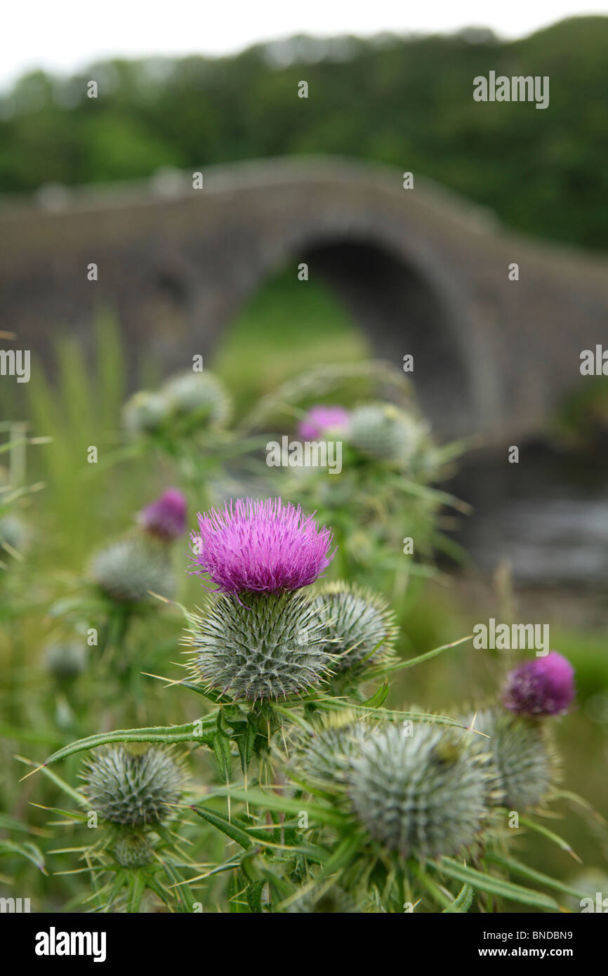 A thistle growing in front of a bridge in Scotland Stock Photo