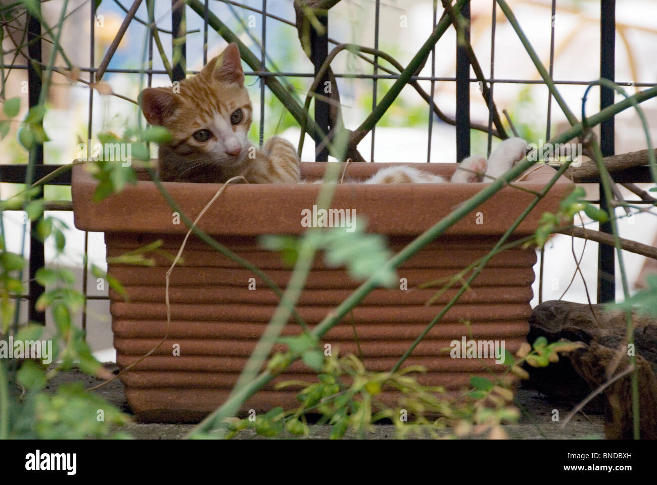Kitten putting his feet up in a flower trough Stock Photo